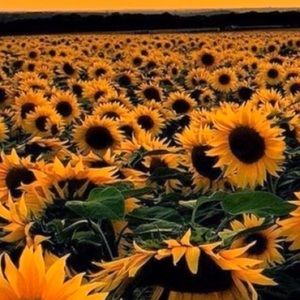 Meet your Posher, Jordyn